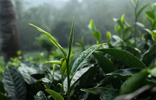 植えっぱなしでOK！水やり不要のコンテナガーデニング7選
