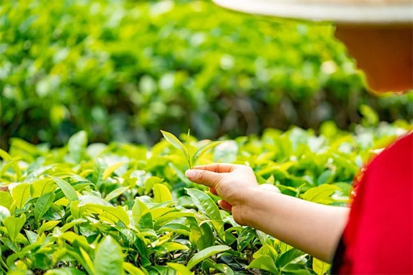 反潮流植物が永遠の美しさを持つ理由