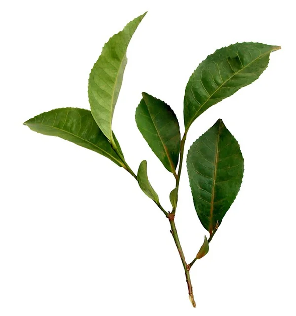 枯れた植物を復活させる方法よくある間違いと正しい対処法