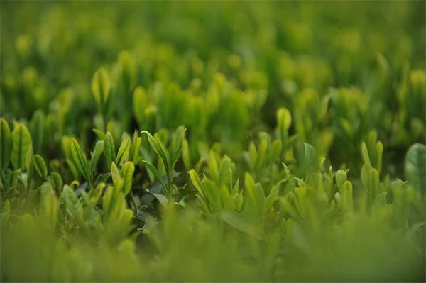 速く伸びるつる植物で庭の目隠し！初心者でも失敗しない5種の選び方と管理術