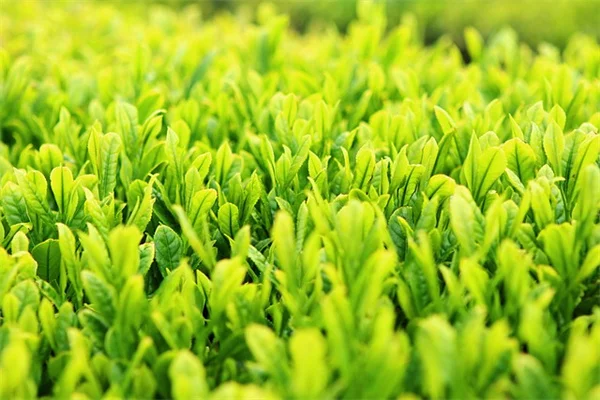 凍結から植物を守る水やりの真実｜正しいタイミングと方法