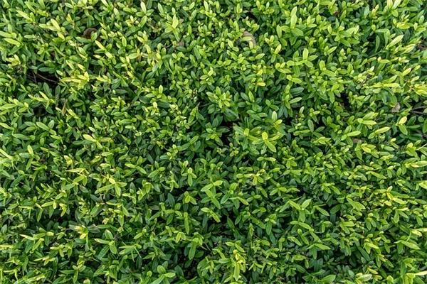 2024年の花は牡丹！その理由と100年育てるコツを解説